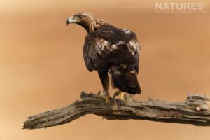 A Golden Eagle strikes a pose