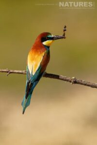A bee eater with a captured butterfly
