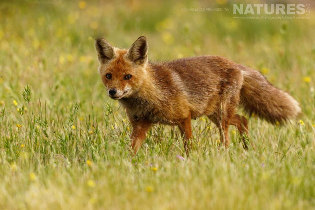 A fox pup visits a hide