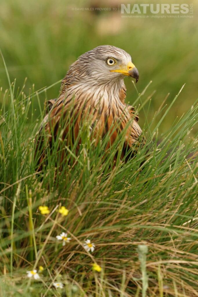 A kite amongst the grass