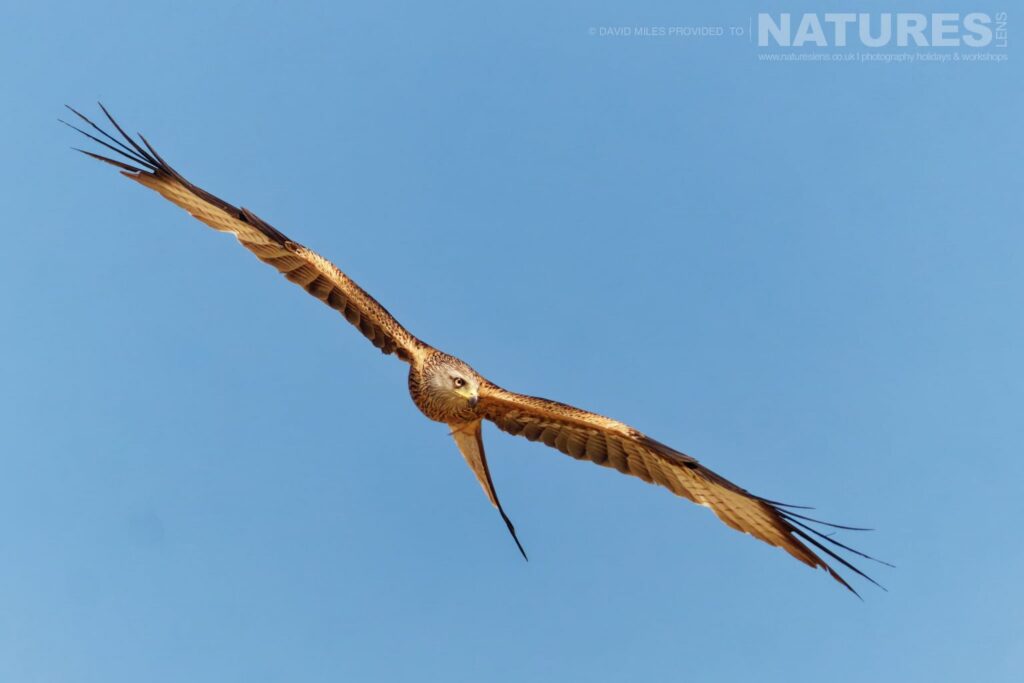 A kite banks in flight