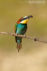 A perched bee eater
