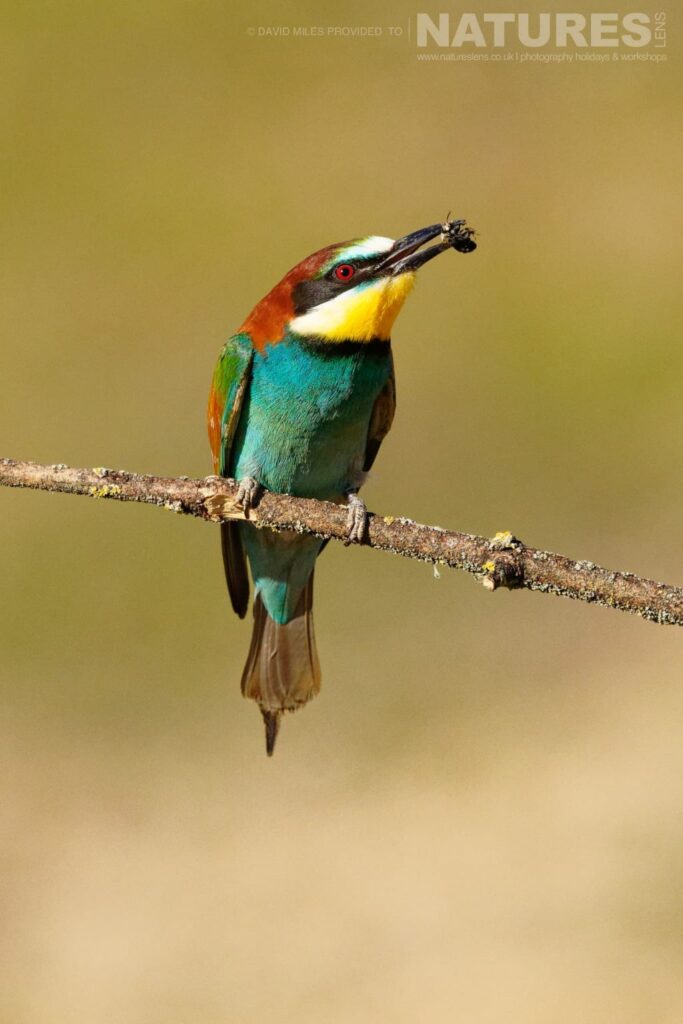 A perched bee eater
