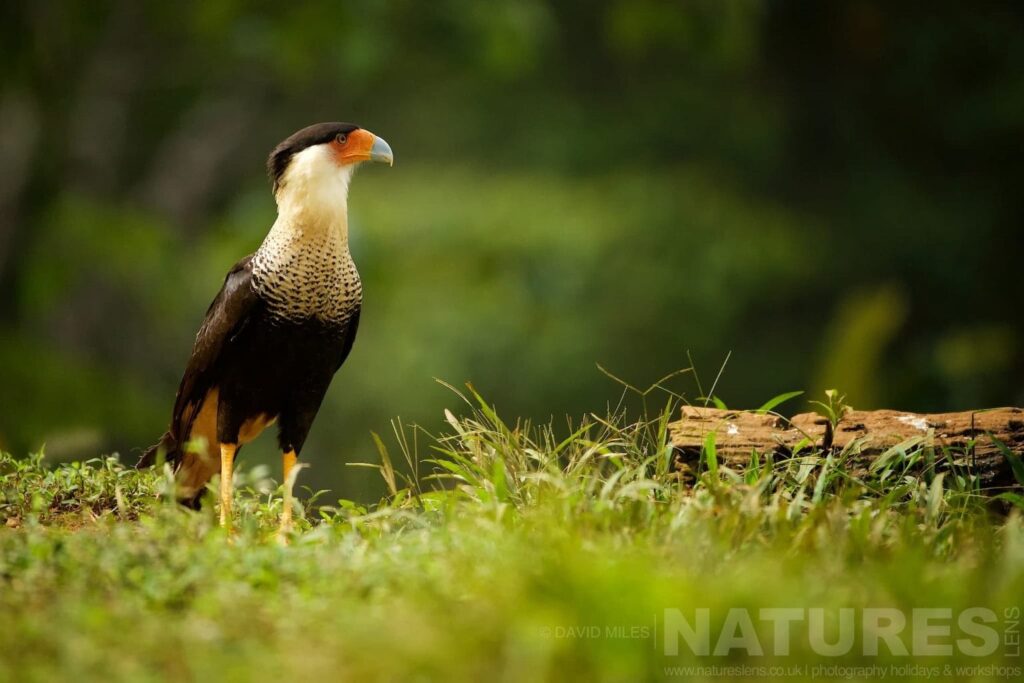 A caracara looks out across the grass