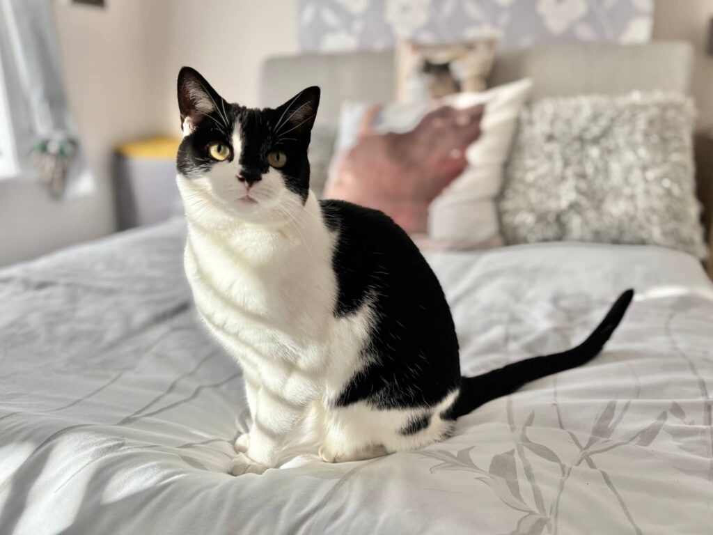 daisy | gillingham | me7