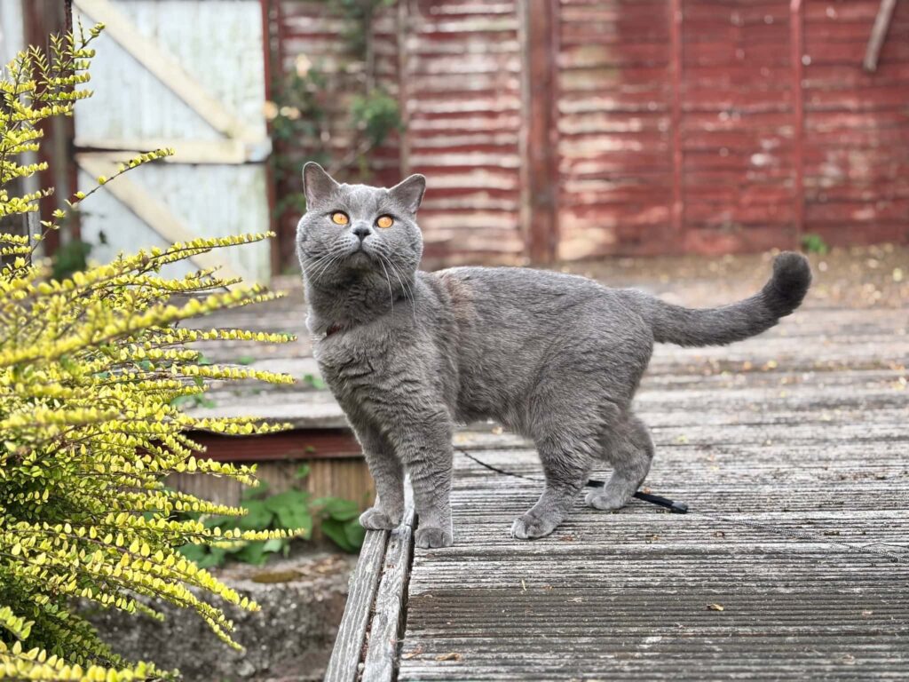 dusty | gillingham | me7