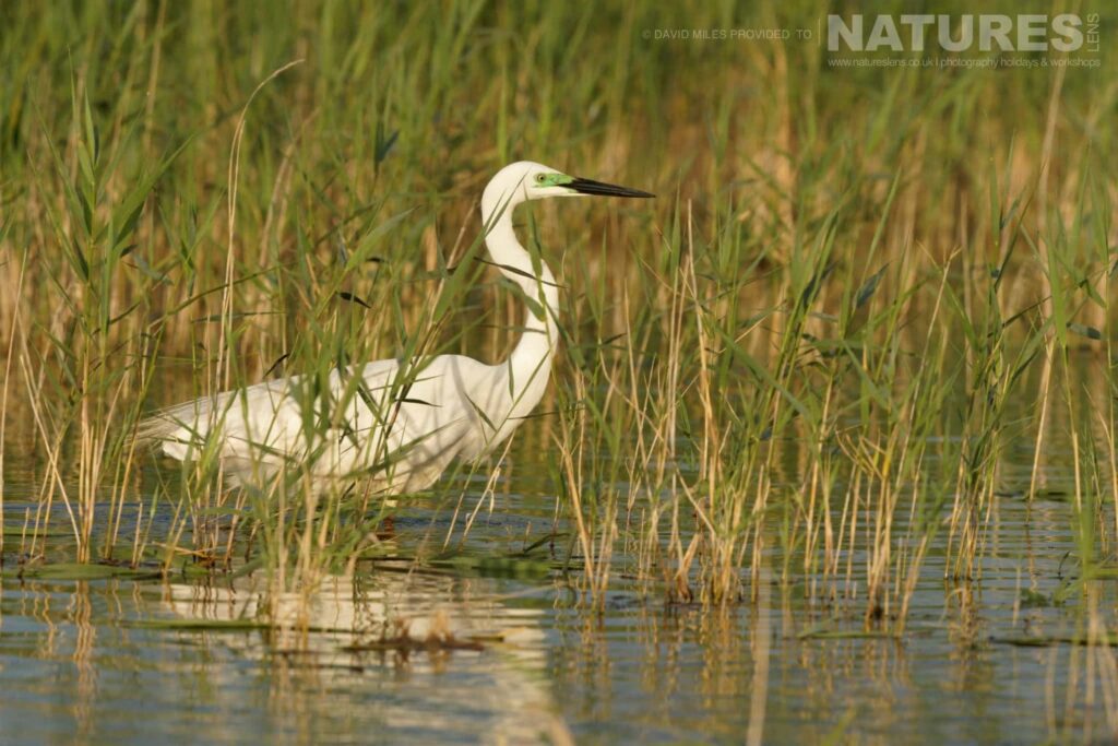 An egret strides through a reed bed