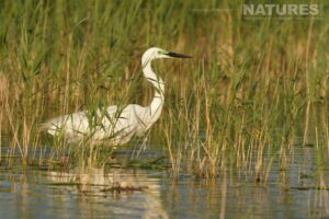 An egret strides through a reed bed