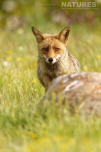 An adult fox visits a hide