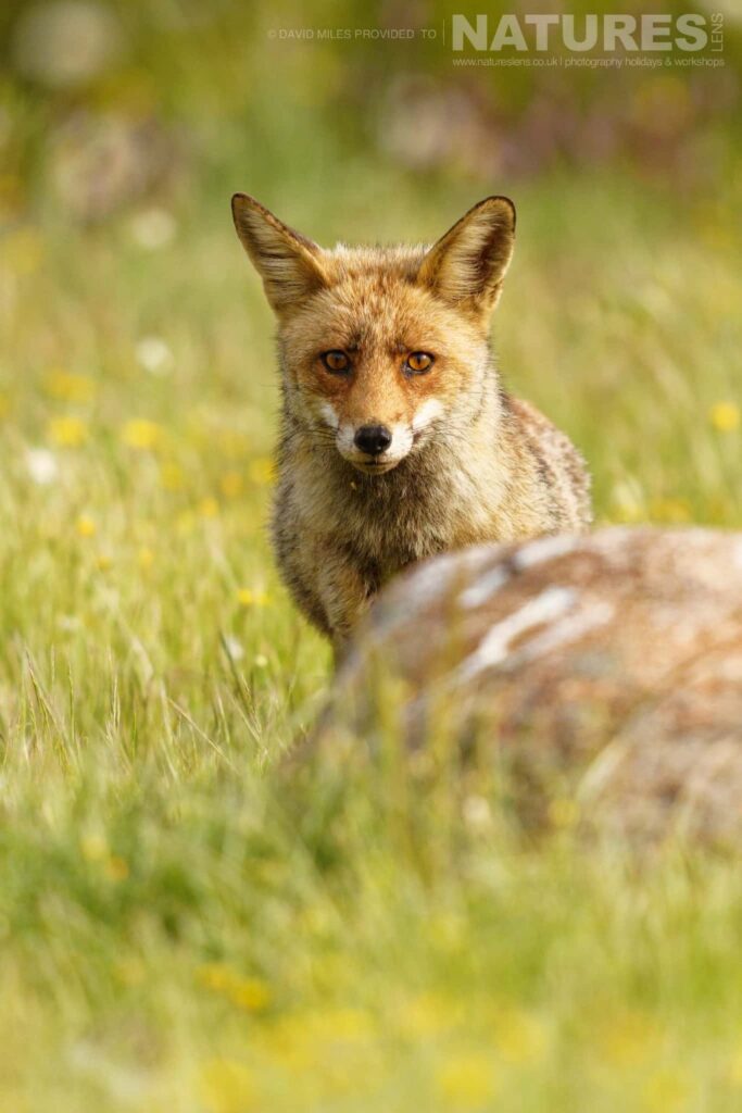 An adult fox visits a hide