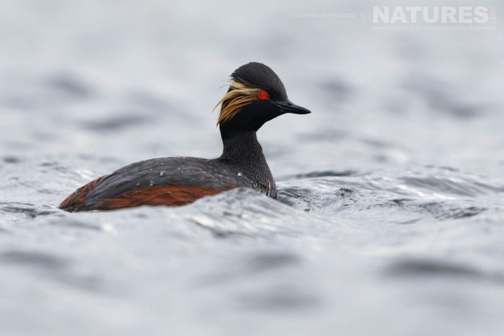 A black necked grebe on the lagoon