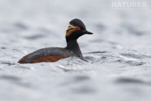 A black necked grebe on the lagoon