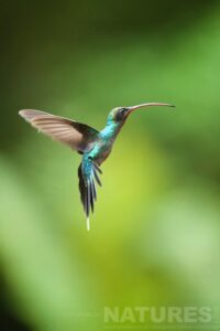 A green hermit hummingbird hovering