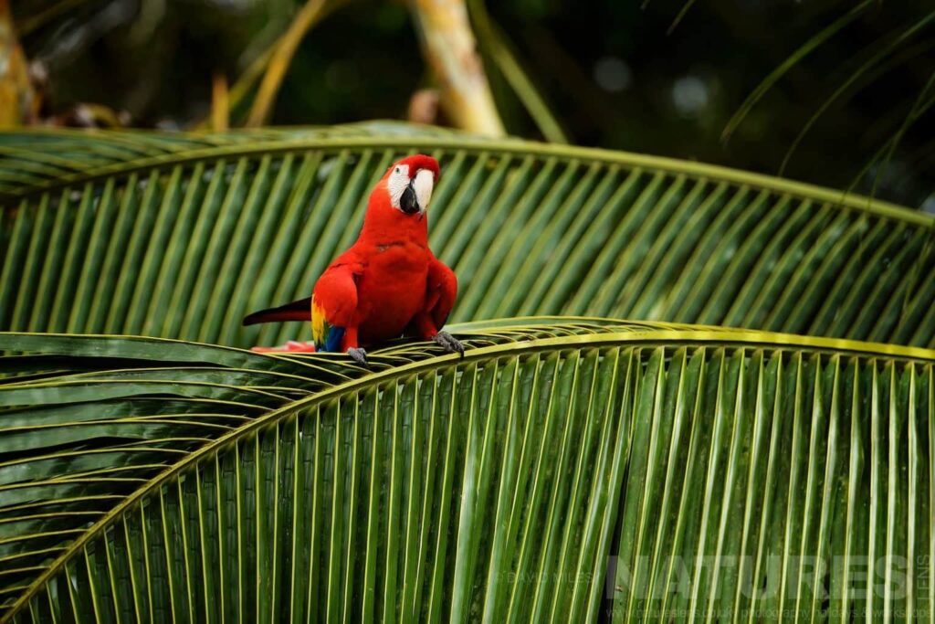 A macaw perched on a palm branch