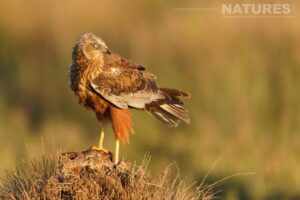 A marsh harrier at sunrise