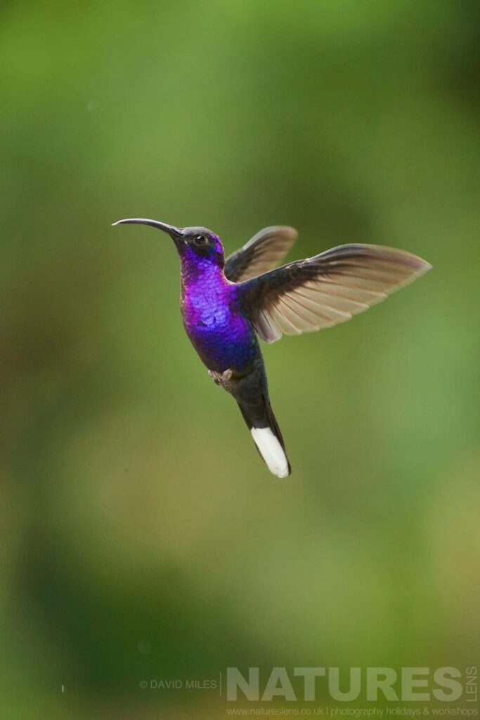 A violet sabrewing hummingbird in flight