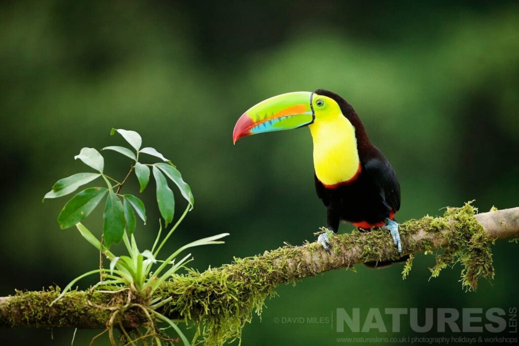 A keel billed toucan