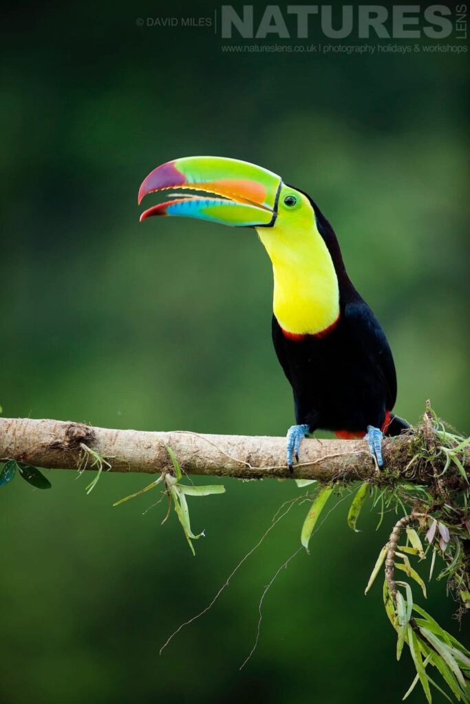 A keel billed toucan opens its beak
