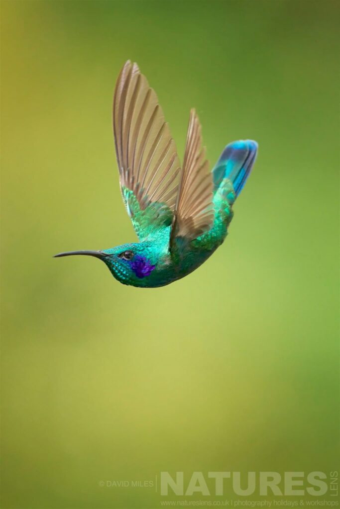 A lesser violeteer hummingbird in mid air