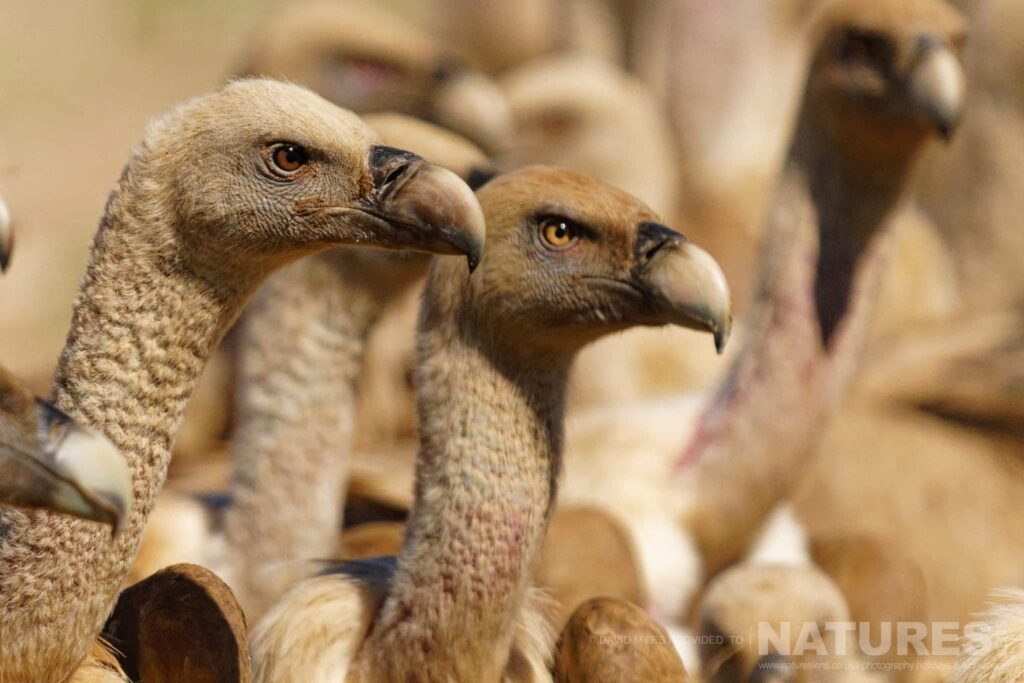 A pair of vultures at the scavenger hide